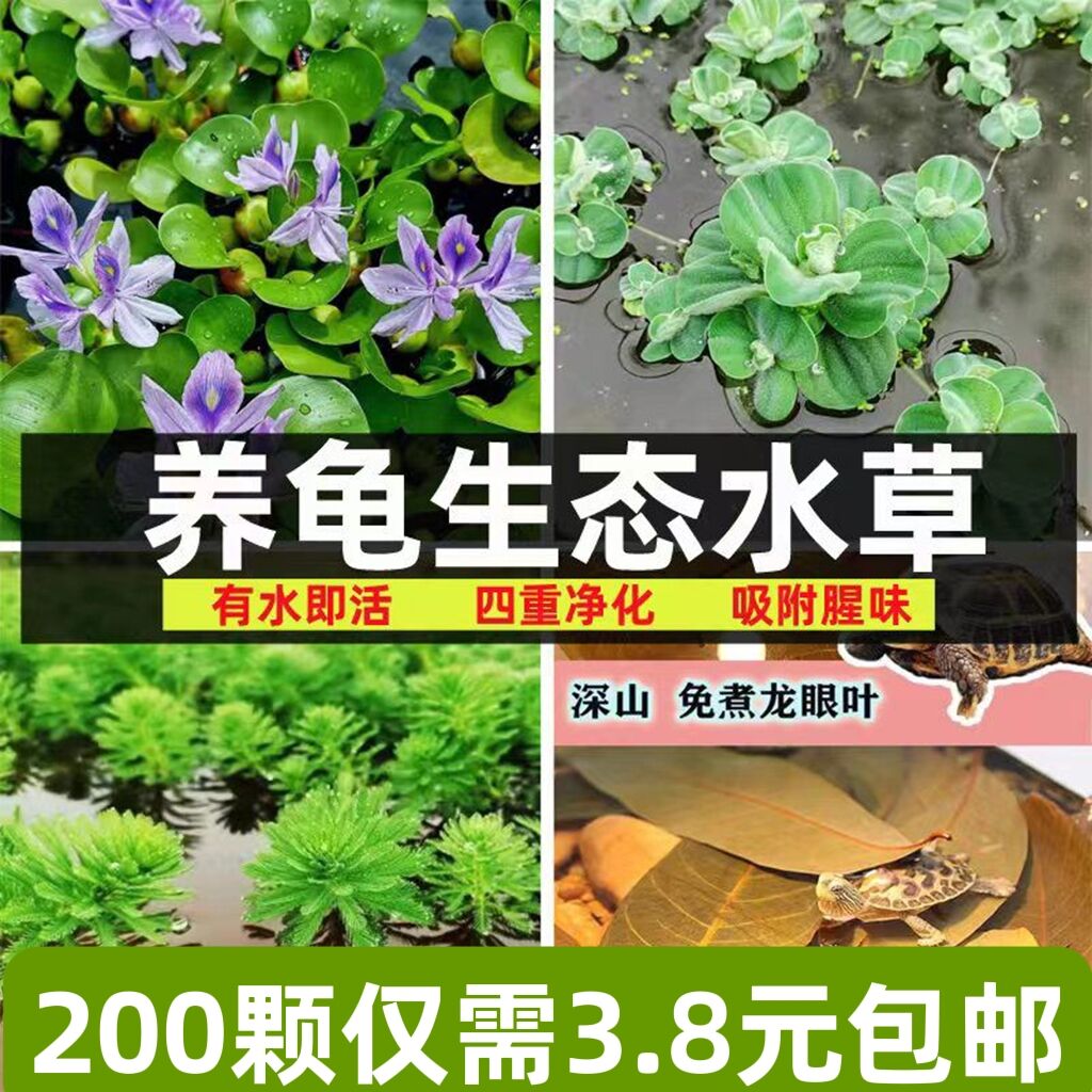 鱼缸造景水草植物养龟水草