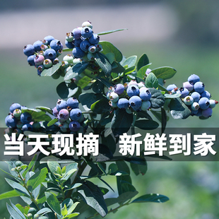 云南抚仙湖L25花香有机蓝莓新鲜特大脆纯甜当季 水果 顺丰空运