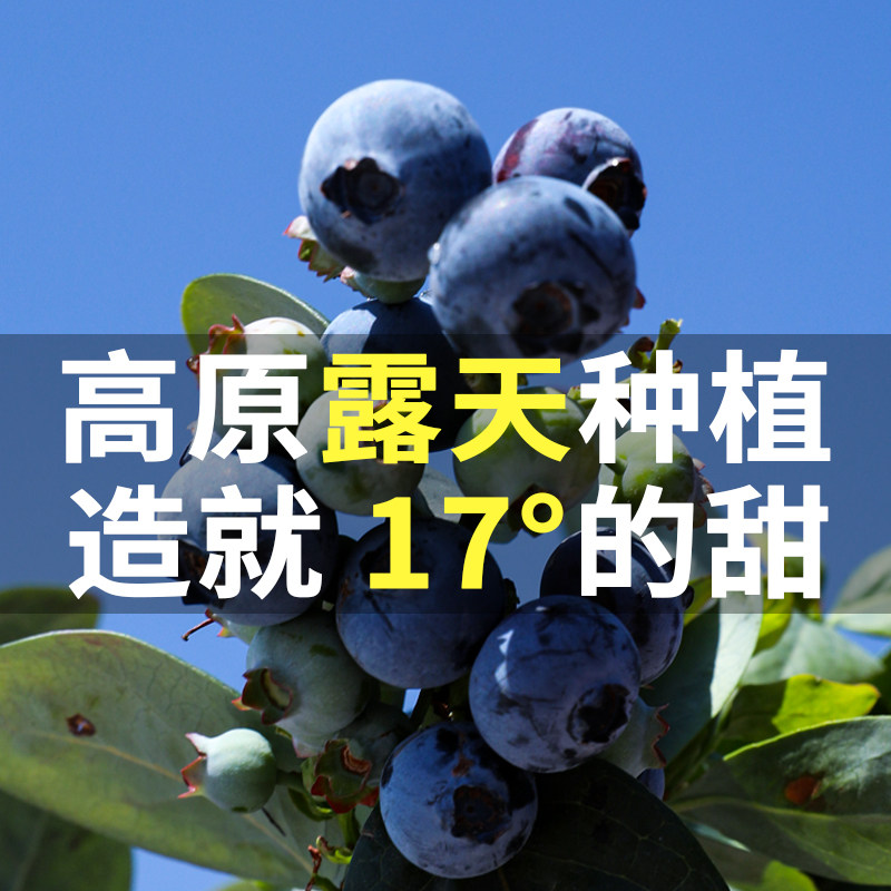 云南花香蓝莓25新鲜现摘包脆甜爆浆孕妇宝宝辅食应季水果整箱批发