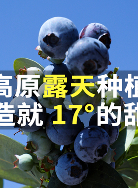 【顺丰空运】云南抚仙湖L11花香有机蓝莓新鲜特大脆纯甜当季水果