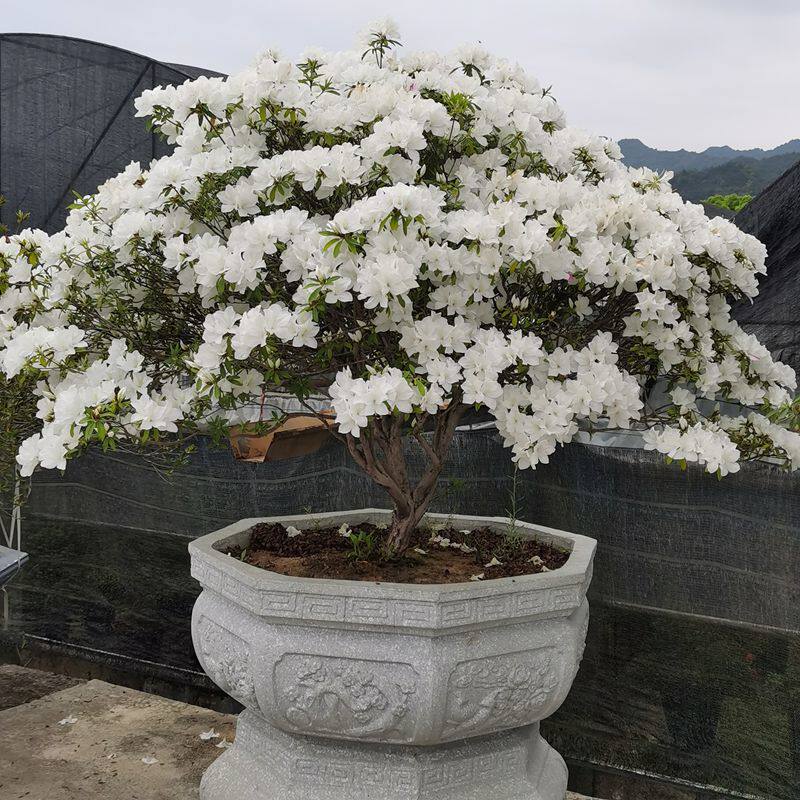 高档进口耐寒热白色杜鹃花苗