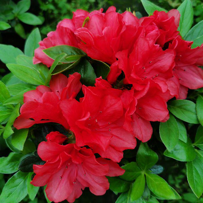 耐寒热红珊瑚杜鹃花盆载苗庭院露天阳台别墅花园植物花卉皋月春鹃