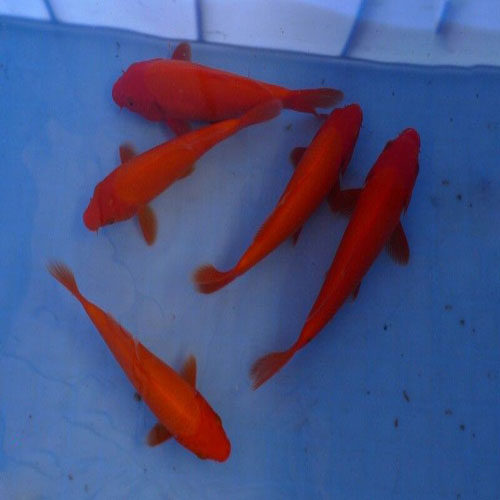 纯种火鲤全红火锦鲤鱼苗活体包活热销淡水观赏鱼忠源花旺鱼水族馆