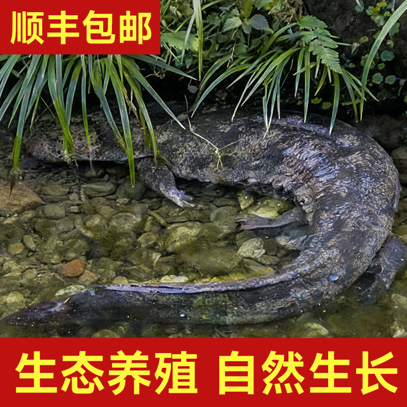 娃娃鱼鲜活食用大鲵送礼活体水产滋补月子餐汤养殖场直发包活到家