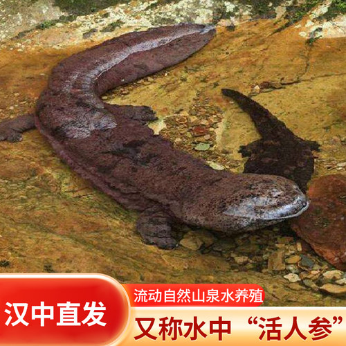 丰源鲜活娃娃鱼大鲵顺丰包邮