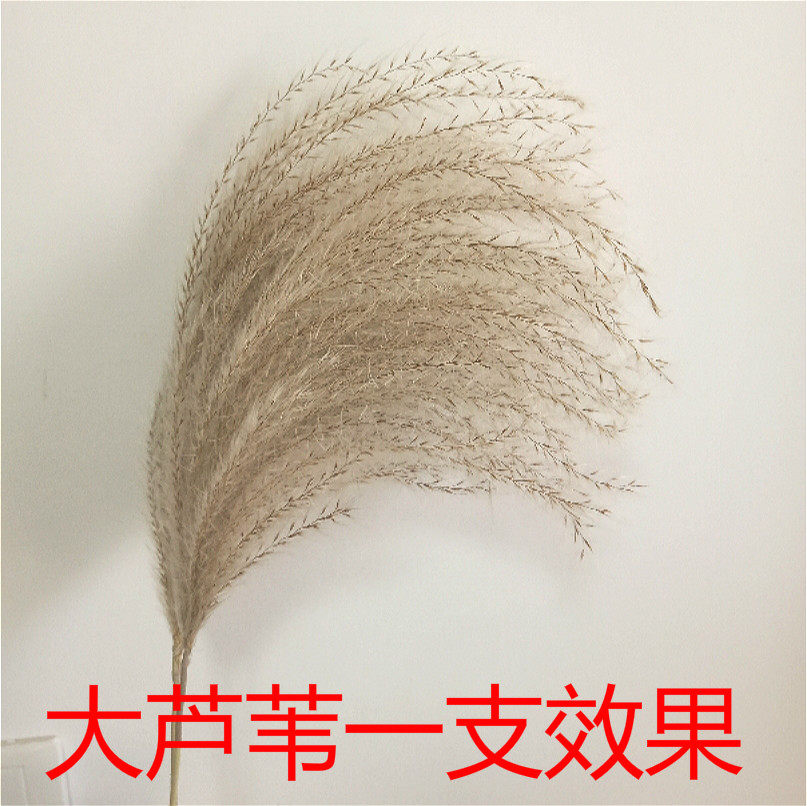 大芦苇干花花束婚礼装饰风干真花客厅落地家居摆设拍摄道具包邮