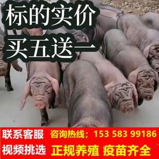 太湖母猪纯种太湖母猪原种太湖母猪一代母猪母猪怀孕太湖母猪