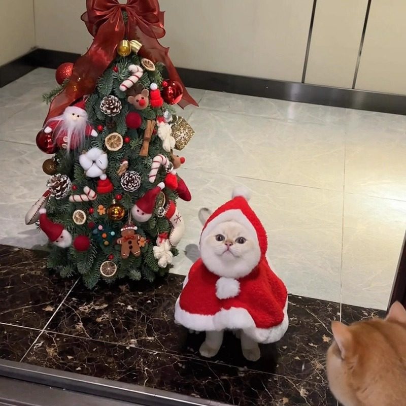 新款宠物圣诞衣秋冬季猫咪保暖披风圣诞帽节日装幼猫狗狗披肩服饰,宠物/宠物食品及用品,猫宠物服装/雨衣（新）,淘宝优惠券,粉丝福利购,淘宝优惠卷