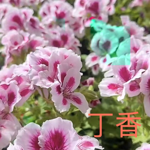 丁香蝴蝶梅天竺葵盆栽带花苞室内外阳台庭院花卉盆栽绿植