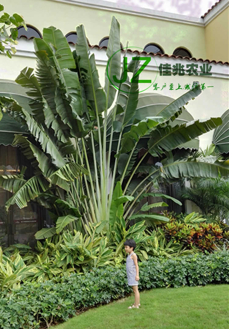旅人蕉海南园林植物兆乔佳树苗