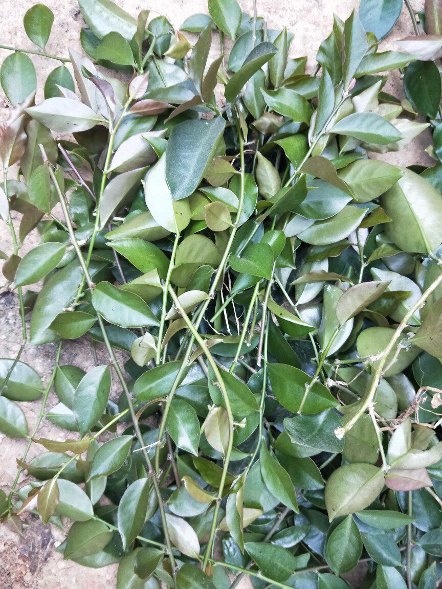 60条叶仙无根枝条特价促销,叶仙是仙人球掌属品种的嫁接神器.