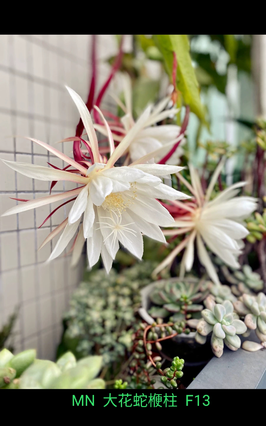 仙人球系列大花蛇鞭柱(F13)无根枝条和有根扦插苗耐干旱易养活