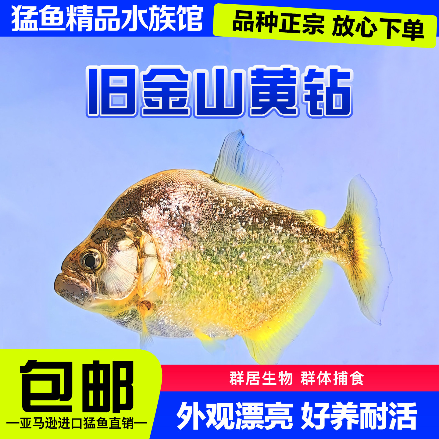 旧金山黄钻水虎鱼S属秘鲁黑食艾伦辛古红钻普黑卡提凶猛热带猛鱼