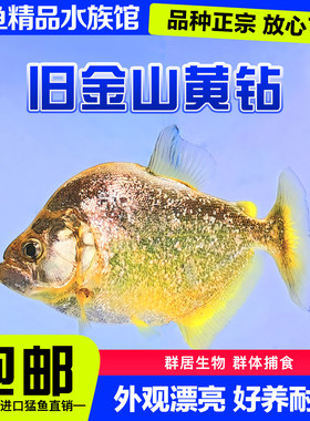 旧金山黄钻水虎鱼S属秘鲁黑食艾伦辛古红钻普黑卡提凶猛热带猛鱼