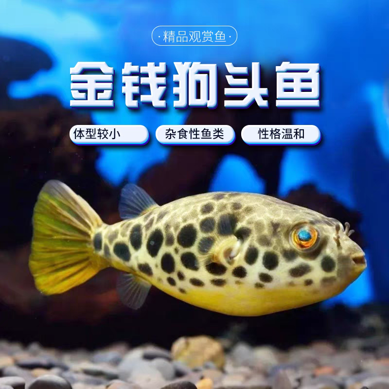 金钱狗头鱼热带河豚观赏鱼斑马木瓜皇冠毛毛狗头鱼肉食性猛鱼活体