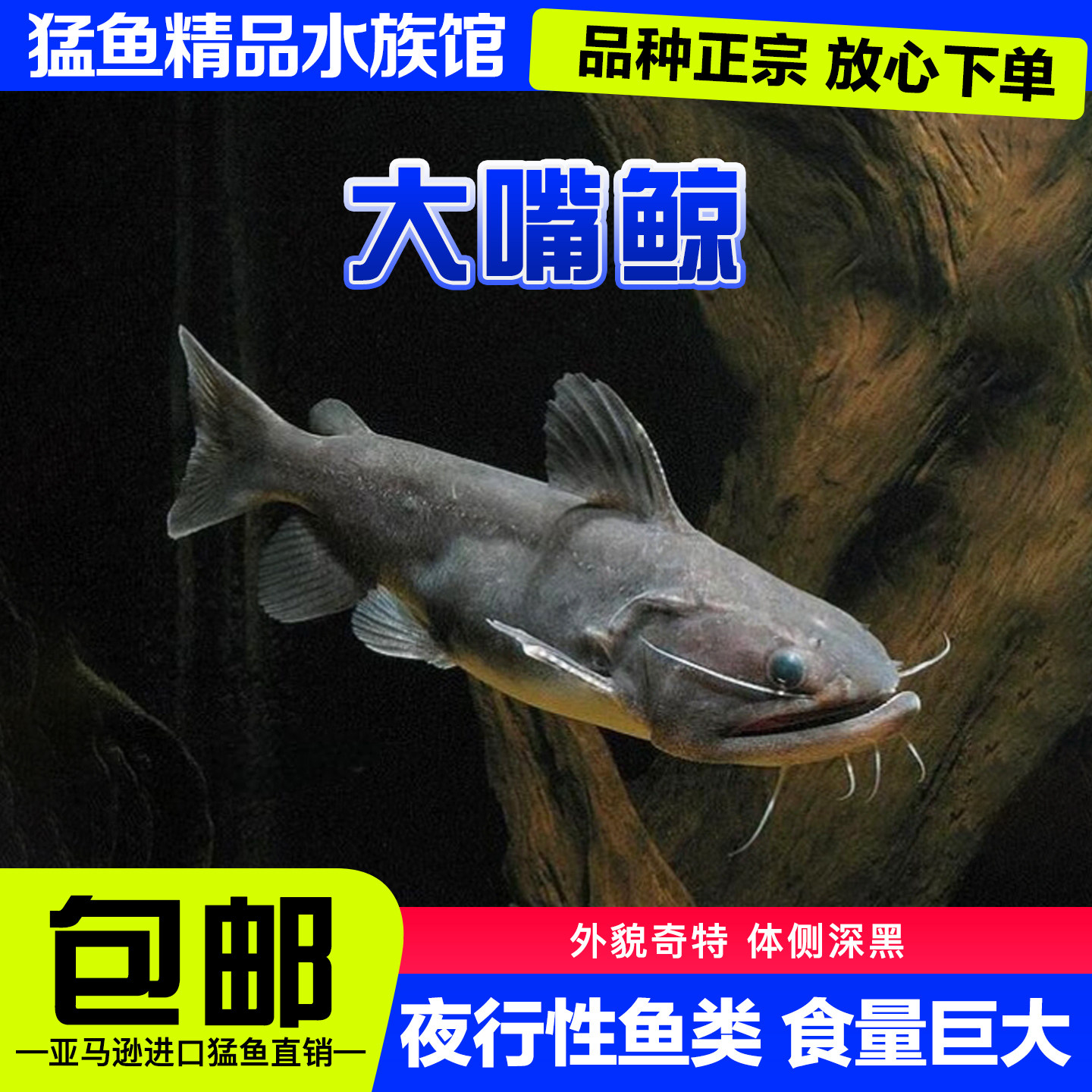 大嘴鲸南美大型鲶鱼淡水鲸鱼魔鬼鲶鱼颈鳍鲶科猛鱼热带观赏鱼包邮