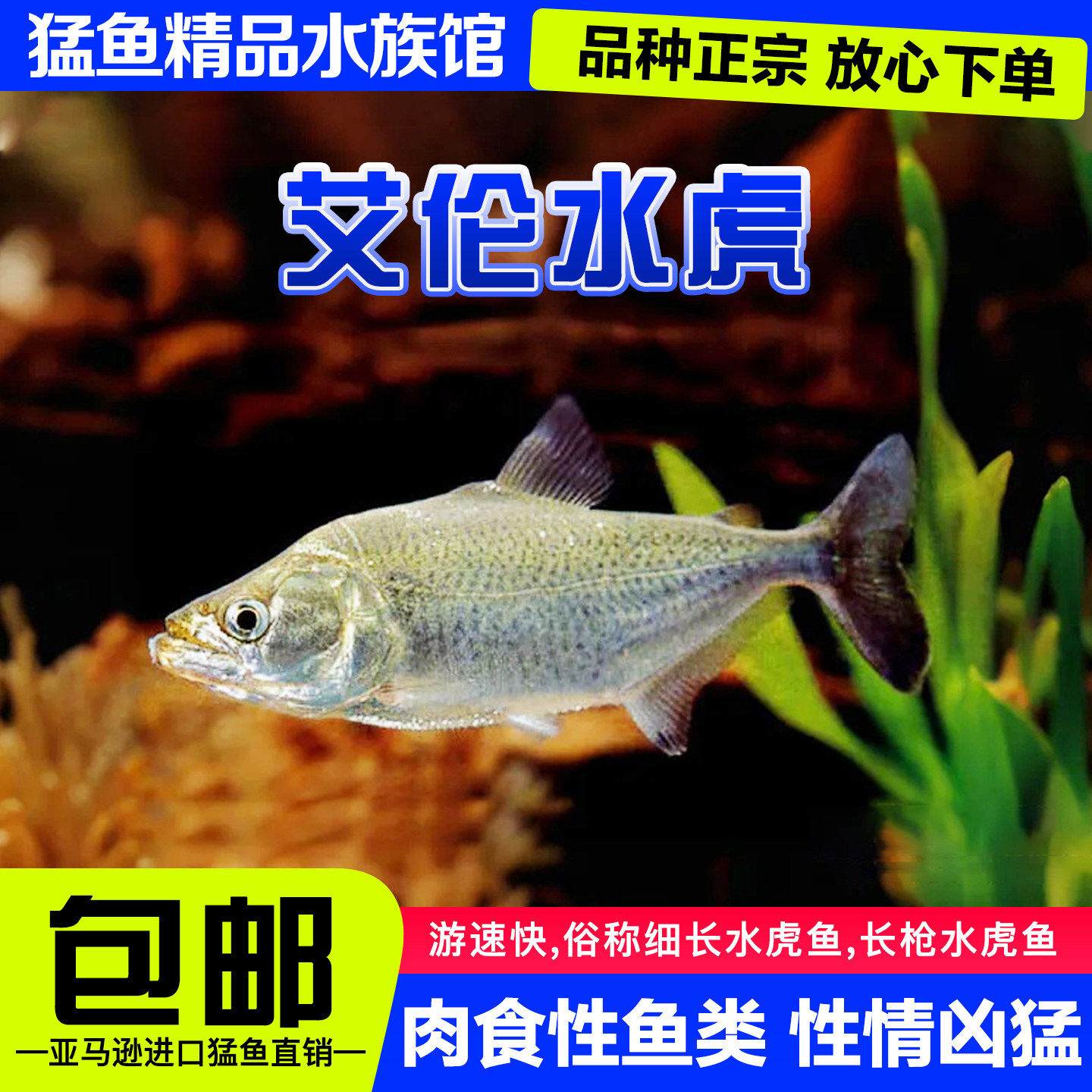 艾伦水虎 s属 亚马逊食肉猛鱼 淡水鱼 热带凶猛观赏鱼活体包邮
