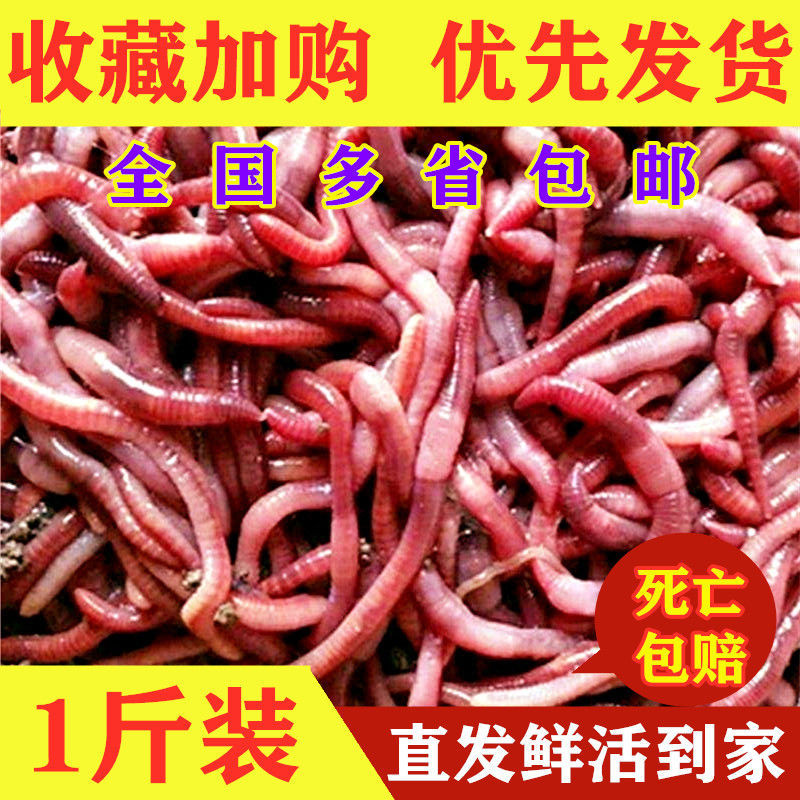 钓鱼蚯蚓活体红蚯蚓大号野钓鲫鱼饵料垂钓鲜活饵散装包邮大平二号