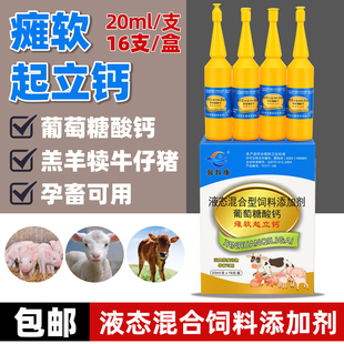 瘫软强壮站立钙兽用葡萄糖酸钙口服液母猪产后瘫痪牛羔羊犬速补钙