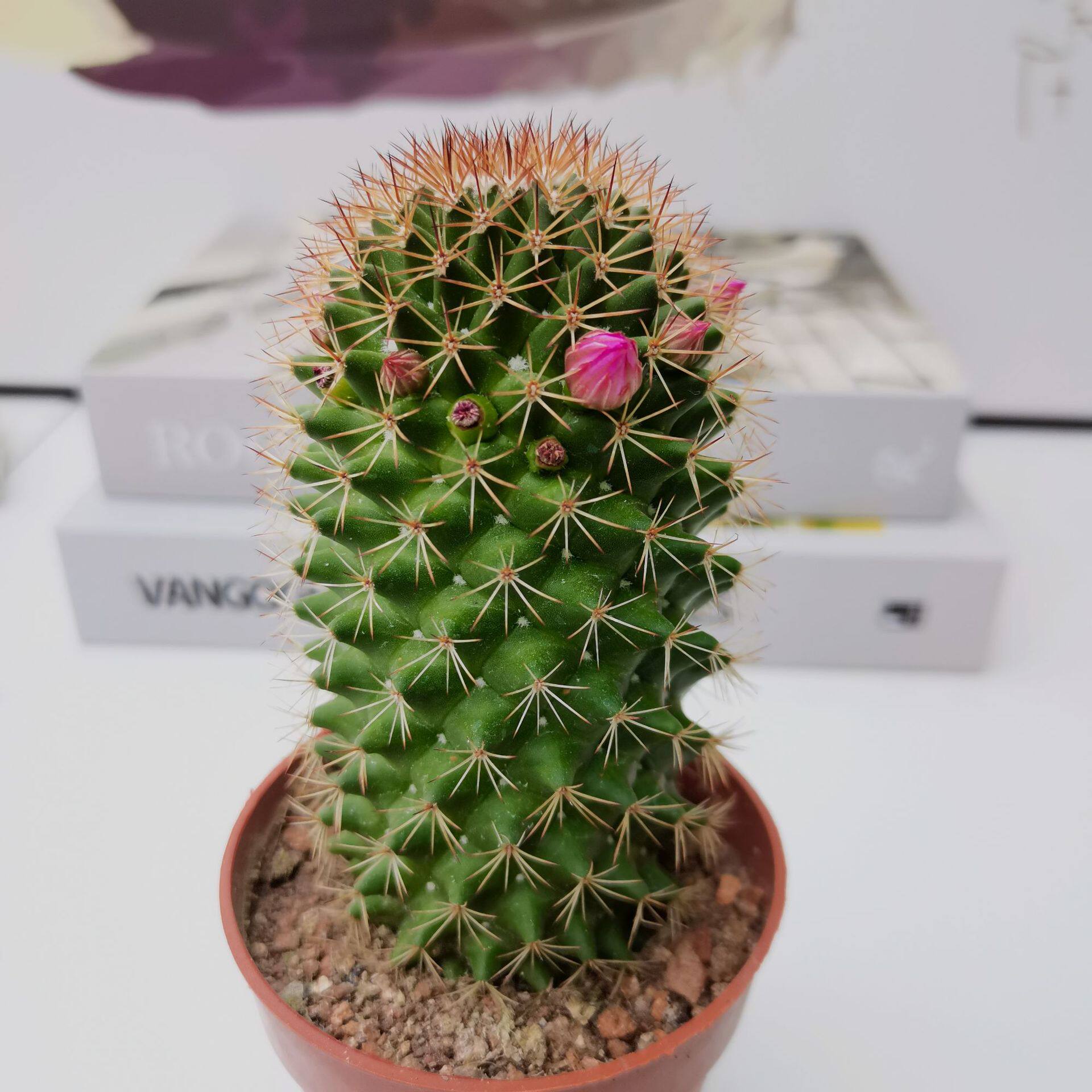 猩猩丸仙人球室内盆栽实生大颗开花多肉植物阳台办公室防辐射绿植
