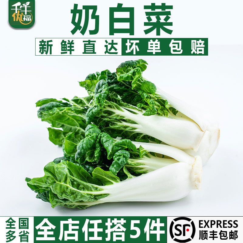 奶白菜500g 新鲜宁夏矮脚奶白菜 牛奶白菜 奶油白菜