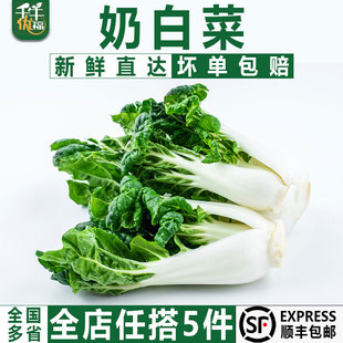 奶白菜500g 新鲜宁夏矮脚奶白菜 牛奶白菜 奶油白菜
