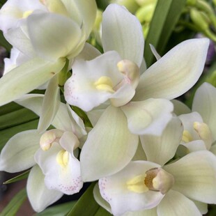 白玉香兰（苗发货不带花箭）大盆栽浓香多年生多年长 复花勤