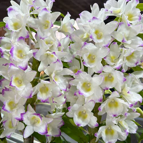 甜心公主 春石斛兰  3支以上花剑 盆栽兰花 阳台客厅新手好养护