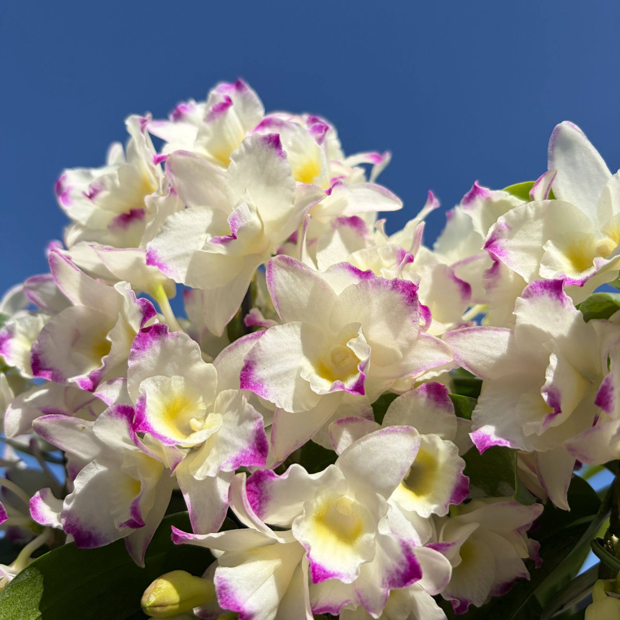 春石斛兰 甜心公主 盆栽兰花 阳台窗台客厅养护 开花太美花香