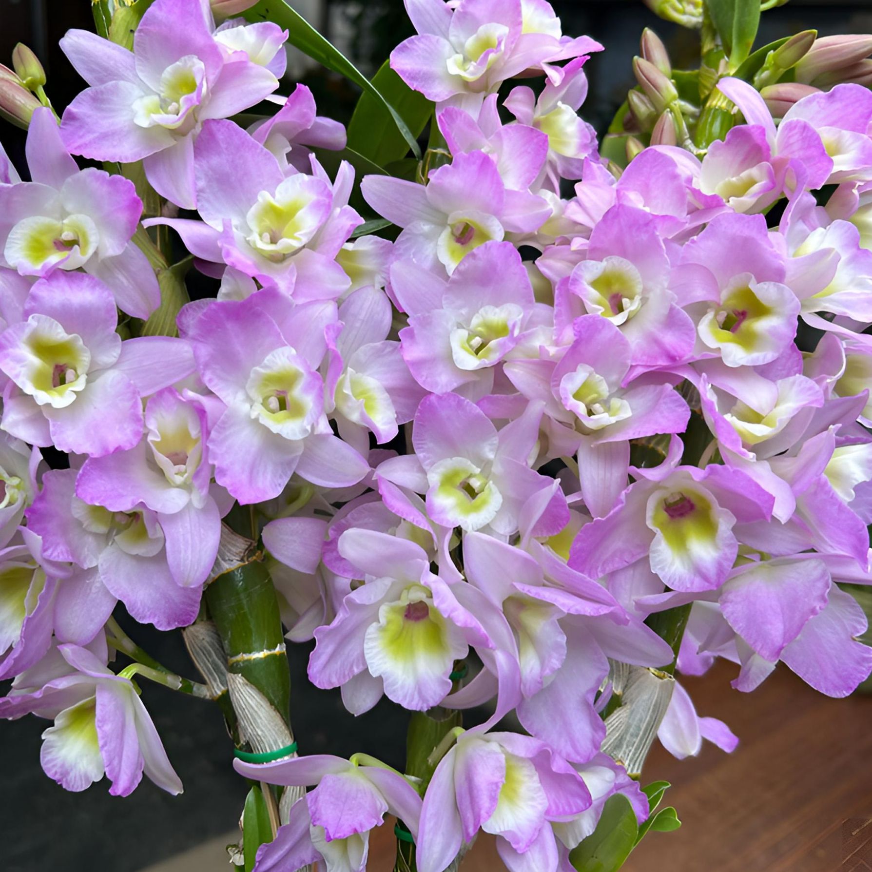 春石斛兰 天使（5-7个开花条）带花苞 盆栽兰花 开花太美带香好养