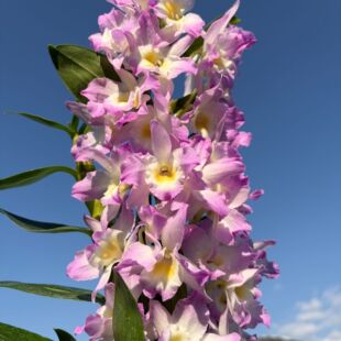 粉蝶 春石斛兰 微开 带花剑  盆栽兰花 客厅阳台养护花期长