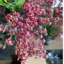 室内客厅阳台 盆栽兰花 文心兰 满堂红10支花剑大盆 梦香兰红色