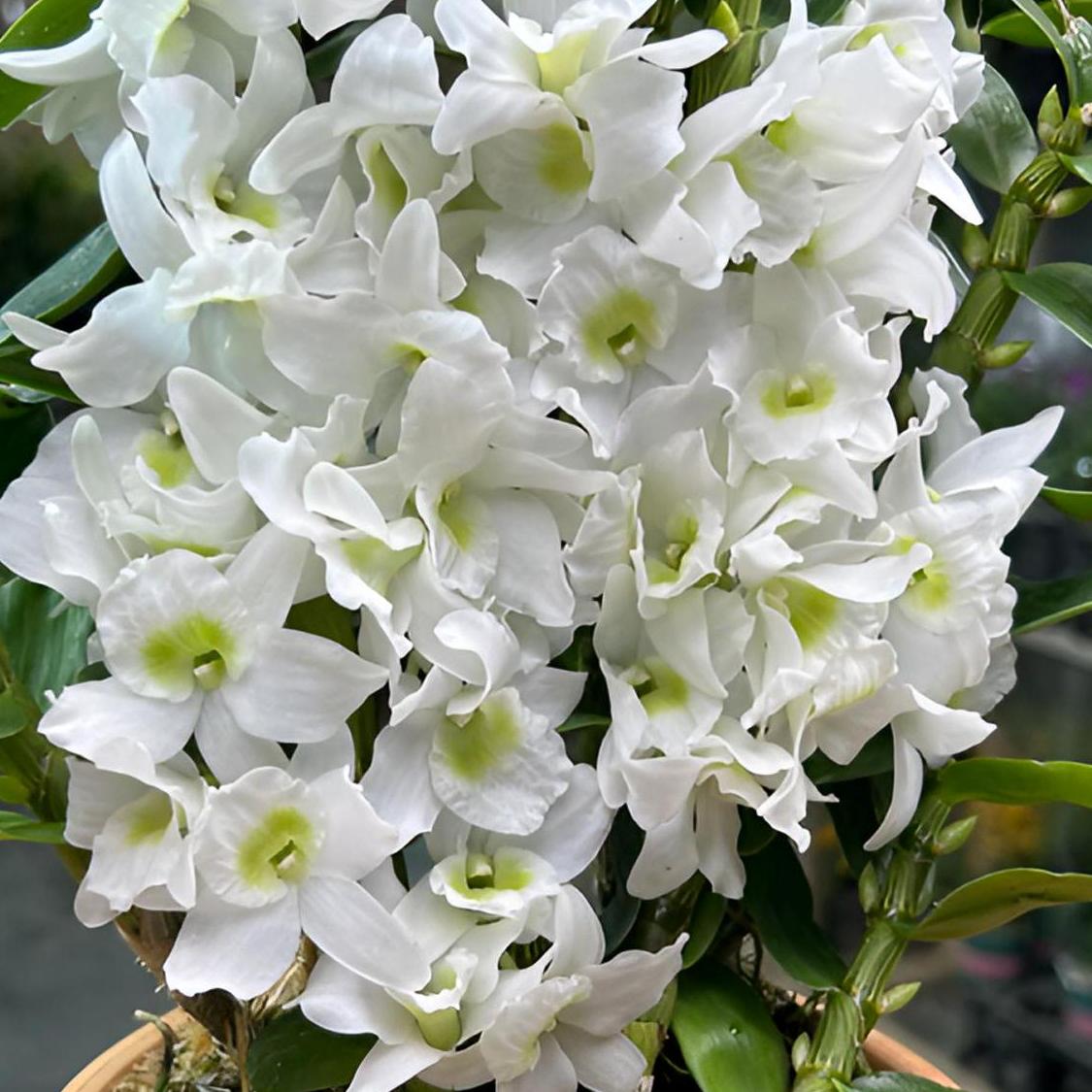 春石斛兰 口袋情人 5-7个开花条盆栽兰花 阳台窗台客厅好养护