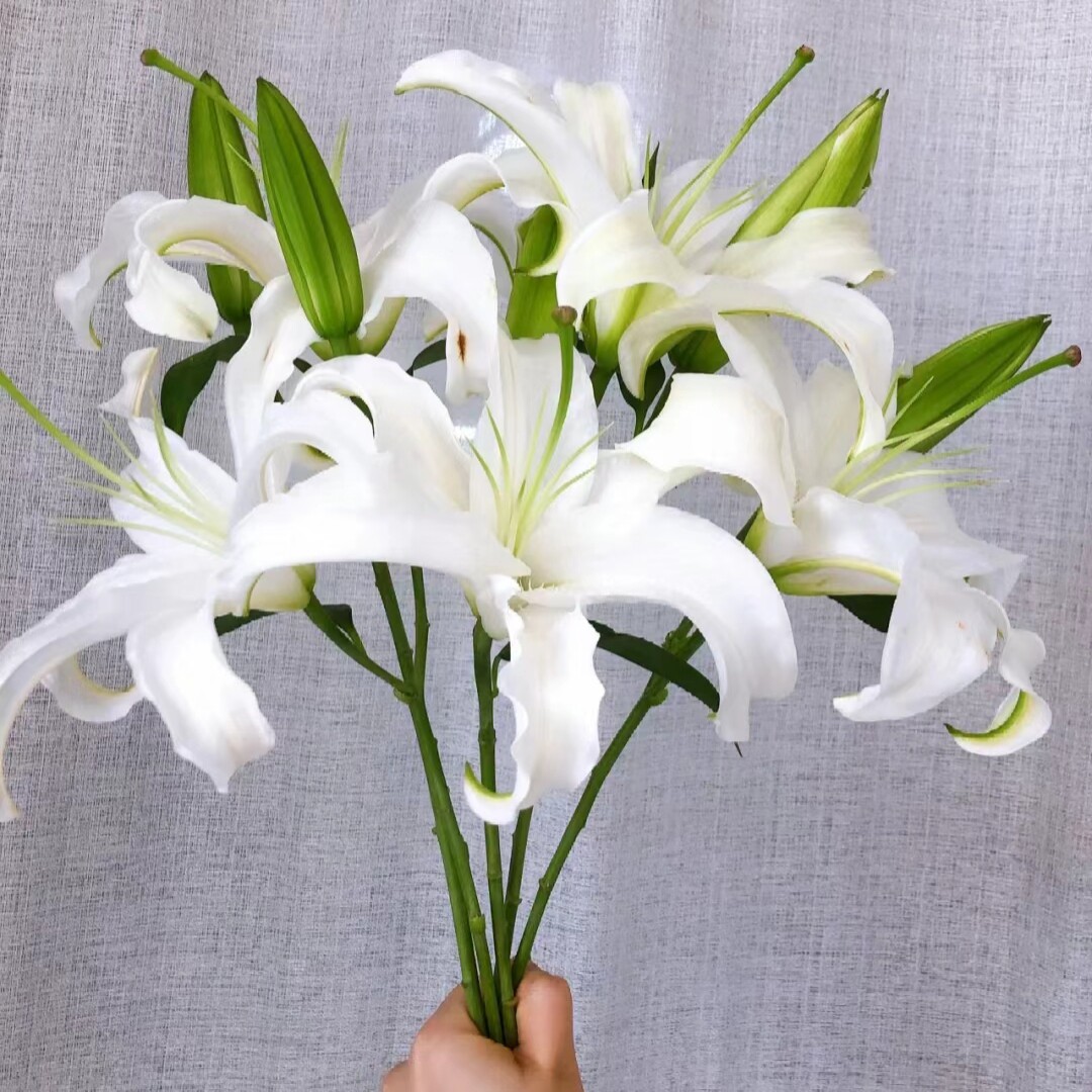 白百合鲜花西伯利亚东北辽宁凌源鲜花 产地直发 水养瓶插 顺丰