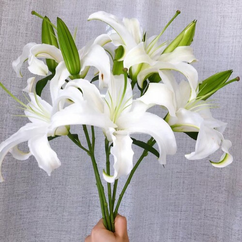 白百合鲜花西伯利亚东北辽宁凌源鲜花 产地直发 水养瓶插 顺丰