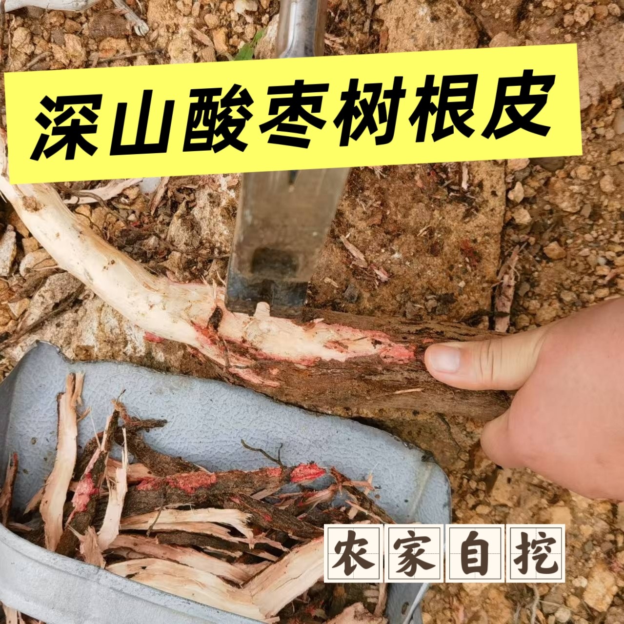 酸枣仁树根皮 酸枣树根皮新品自挖现货产地太行山无添加剂