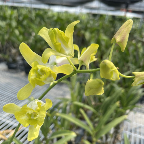 读月园泰国秋石斛兰柠檬黄个别带花矮种爆花奇特三角灯笼变异花朵