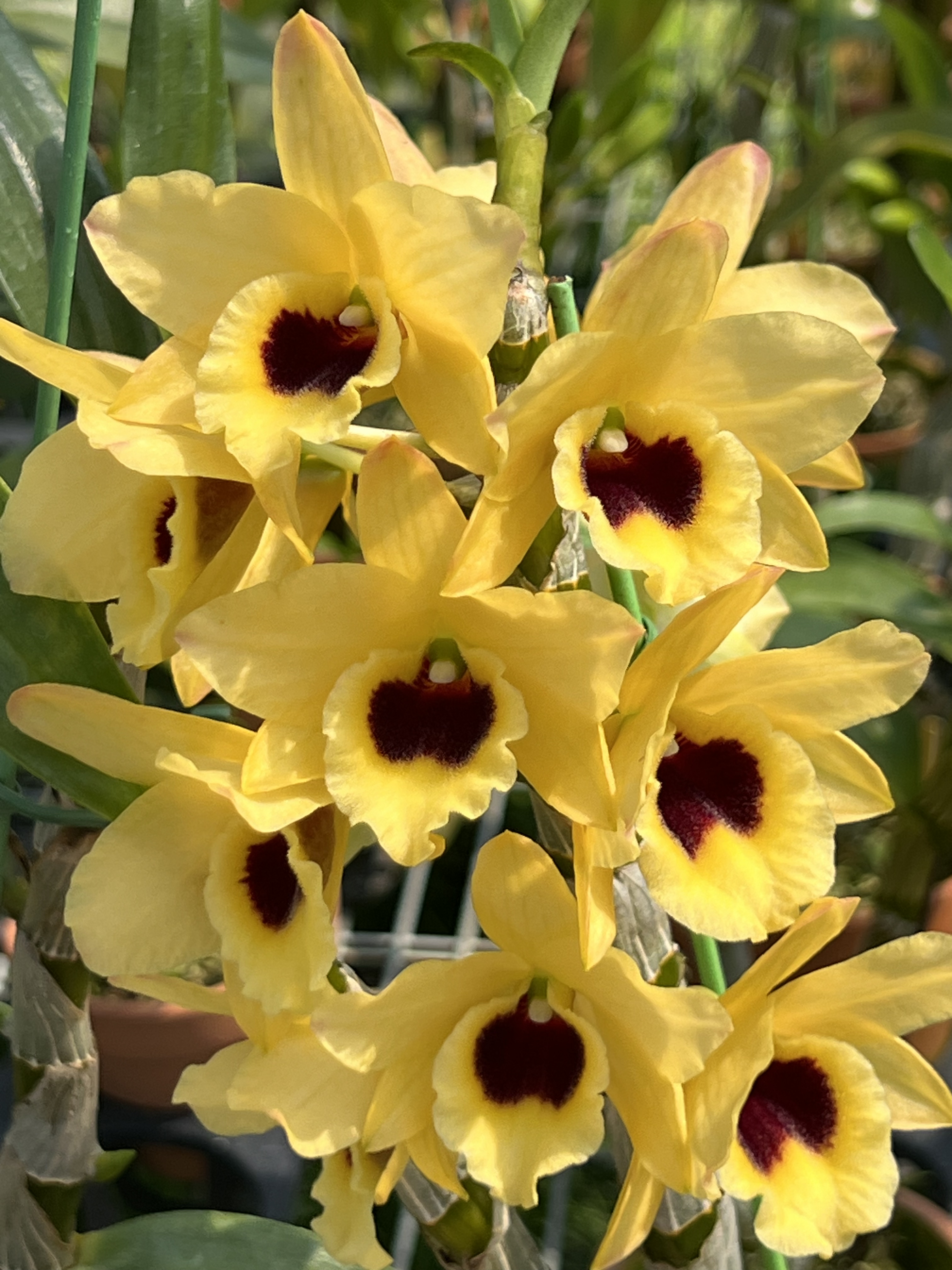 黄色知己春石斛香水石斛爆花新品种