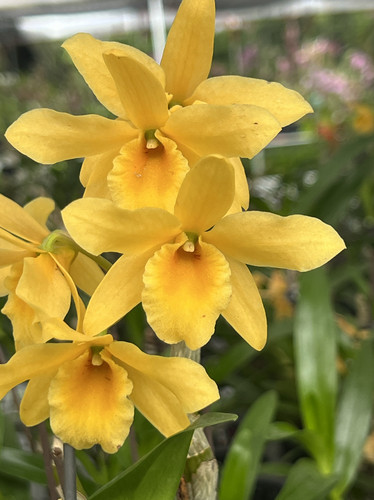 读月园 蜜月新品春石斛兰花黄色香水春石斛黄金万两石斛蜜糖