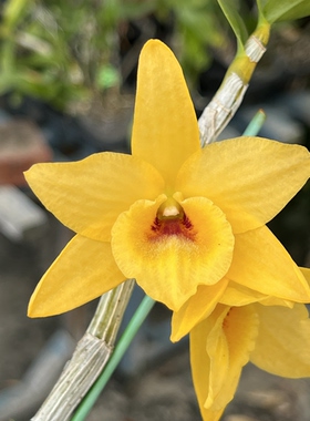 金条石斛兰蜡质变色系列金橙色