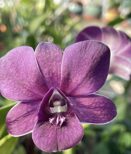 读月园泰秋石斛蓝天使深紫色大花茉莉香味蜡质花朵