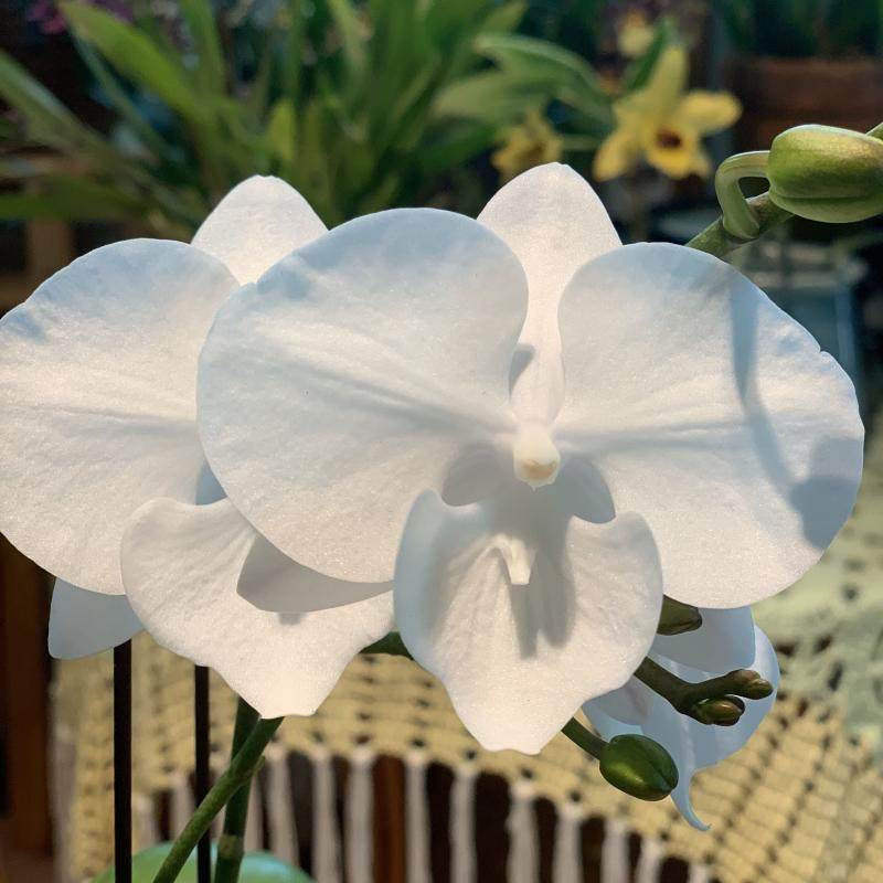 读月园白天鹅蝴蝶纯白色兰花绿植带花剑大舌头蝴蝶兰丰花