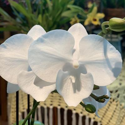 读月园白天鹅带花多花剑