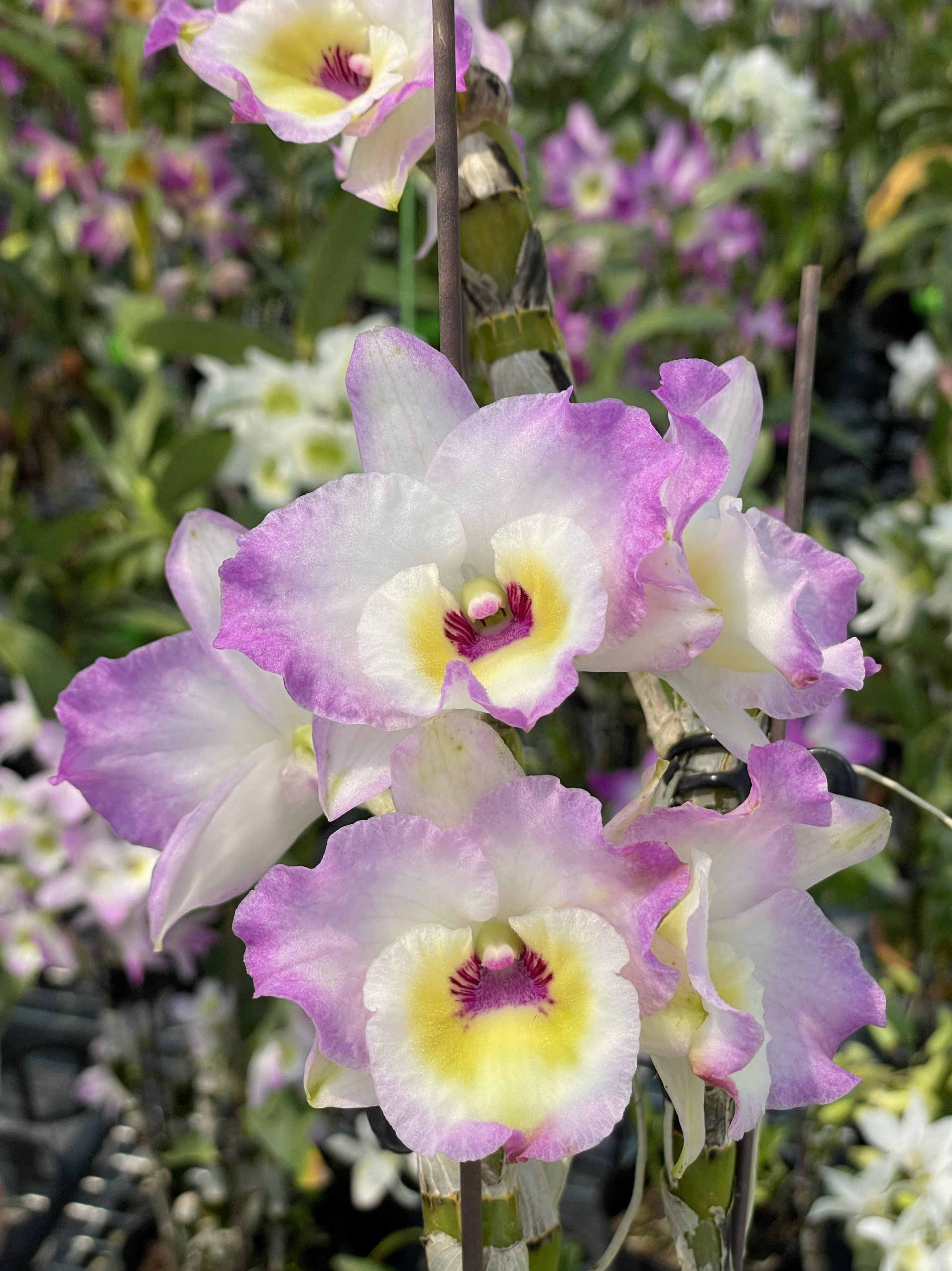 读月园 春石斛粉红兔营养钵苗 大花春石斛矮壮品种 阳台系兰花香