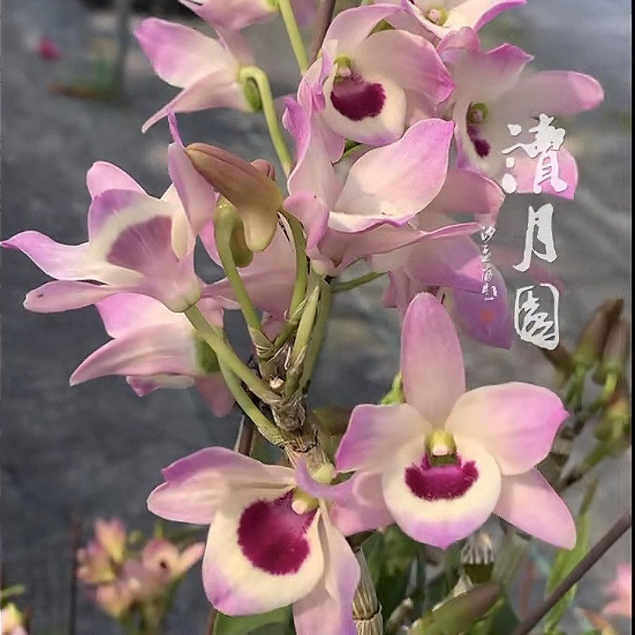 读月园新款春石斛粉樱桃香味石斛兰花矮品种丰花