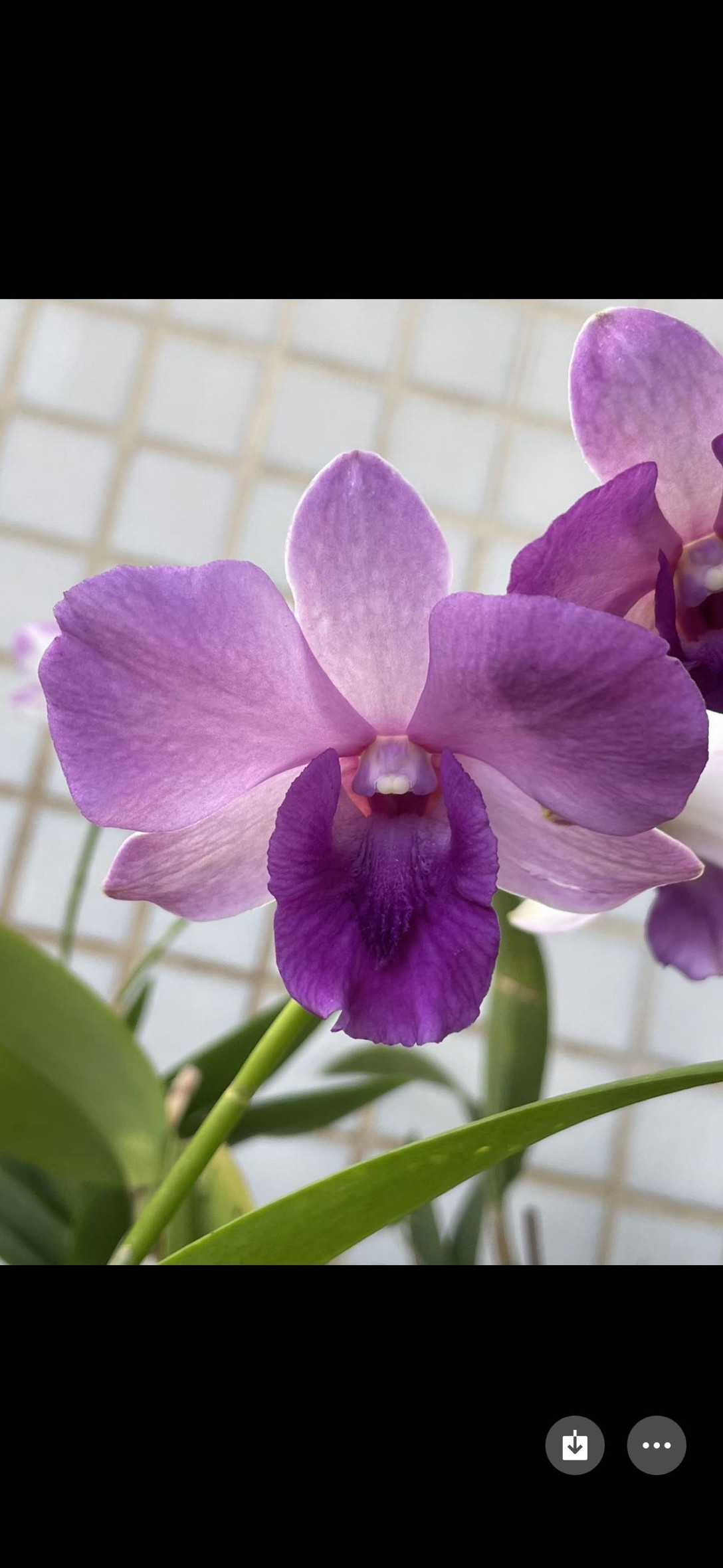 读月园大花泰国秋石斛汉尼斯紫色大唇