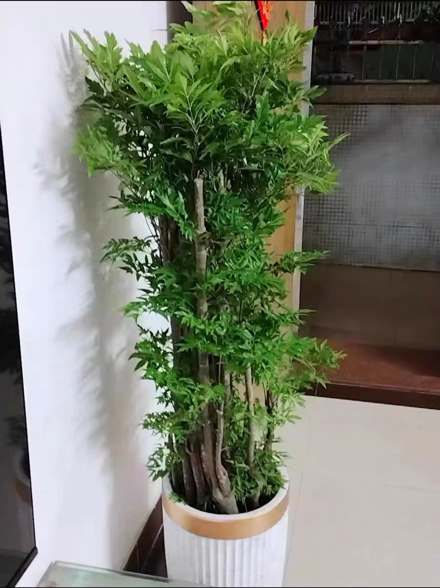 大型羽叶福禄桐盆栽室内客厅吸甲醛净化空气好养易活网红北欧风