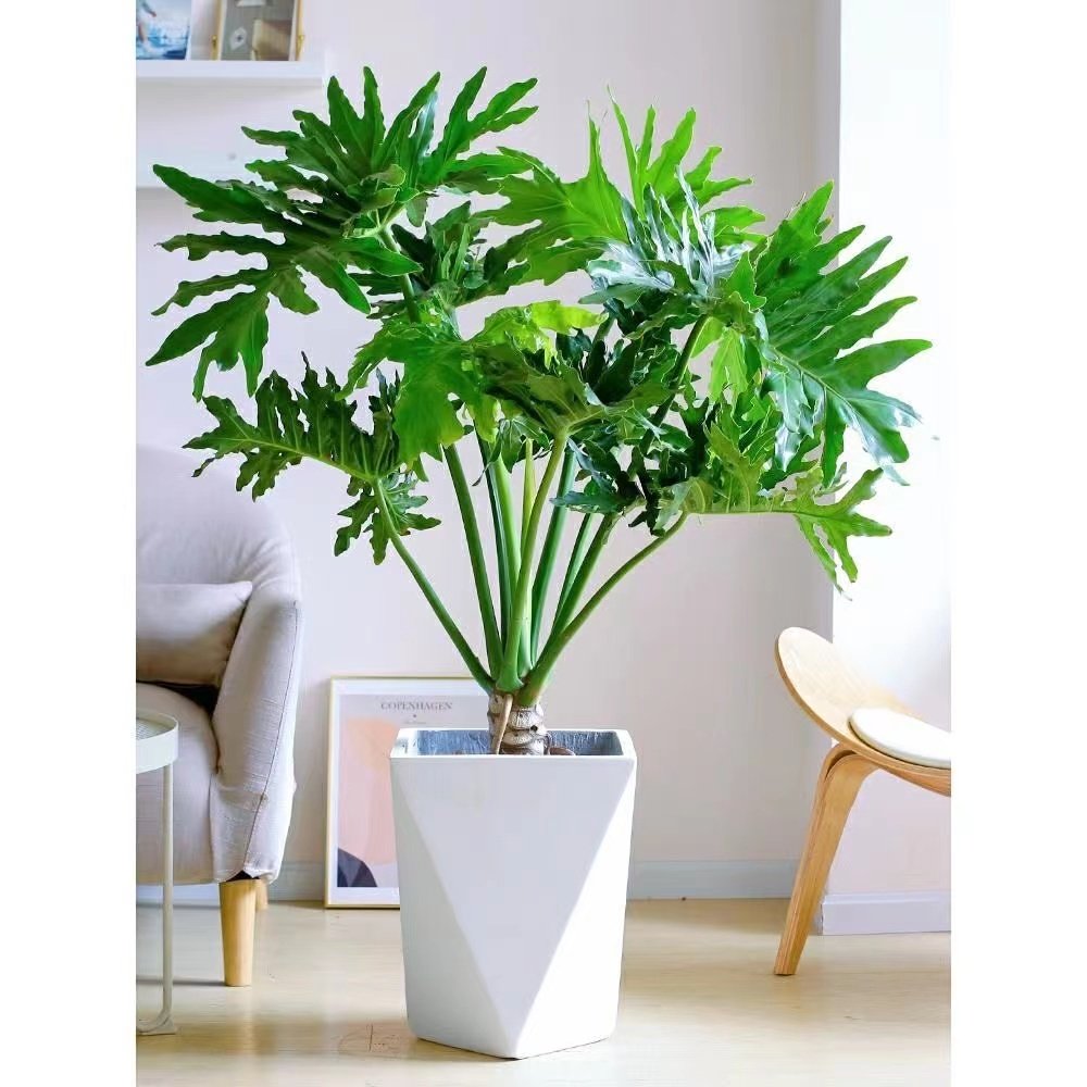 老庄龙鳞春雨绿植大型盆栽办公室客厅观叶绿植净化空气室内大植物