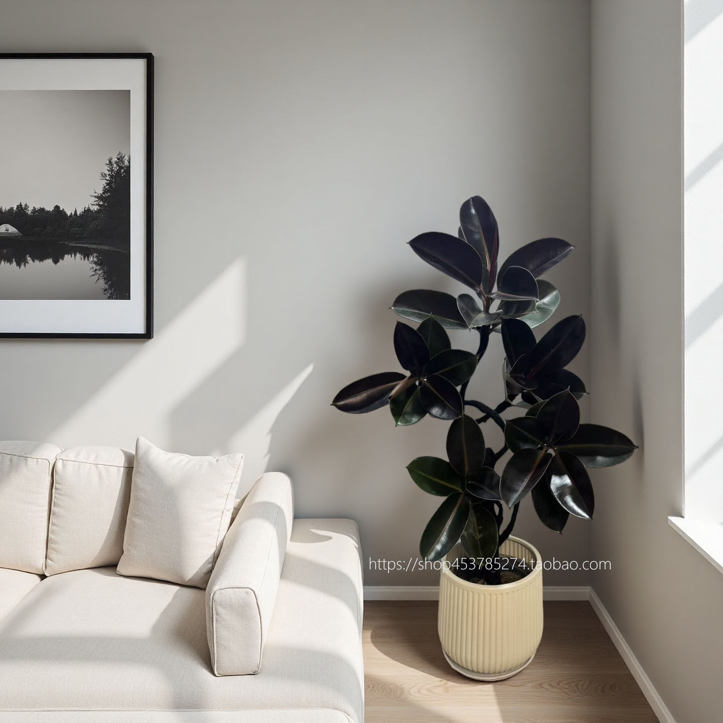 大黑金刚橡皮树客厅盆栽轻奢网红造型绿植室内好养耐活办公室植物,鲜花速递/花卉仿真/绿植园艺,大型绿植/成品组合盆栽,淘宝优惠券,粉丝福利购,淘宝优惠卷