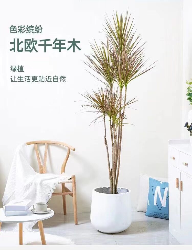 龙尾花卉千年七彩树血北厅网红办公室绿植大铁室内